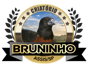 O Curió | Criatório Bruninho - Curió Praia Clássico - Assis/SP